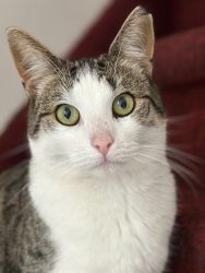 Dankzij Vermiste Katten Alkmaar werd ik gevonden